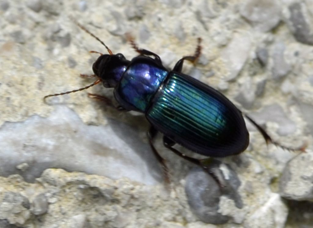 Harpalus cfr. rubripes